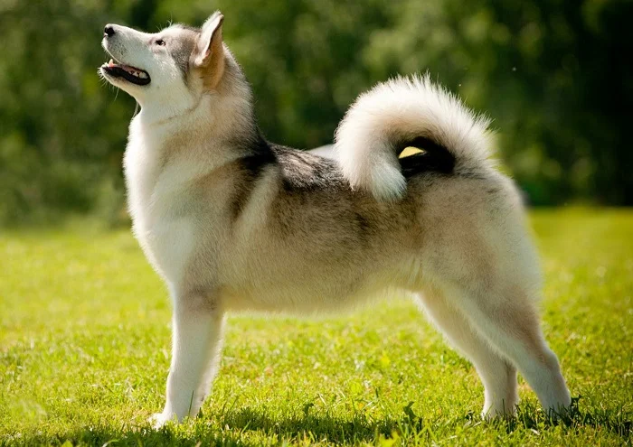 Восточносибирская лайка