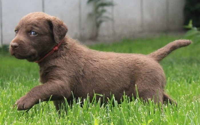 Чесапик-бей-ретривер