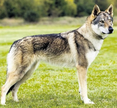 Чехословацкая волчья собака