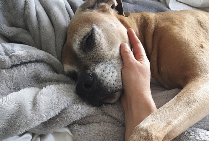 Что делать, если умерла собака: особенности захоронения животных