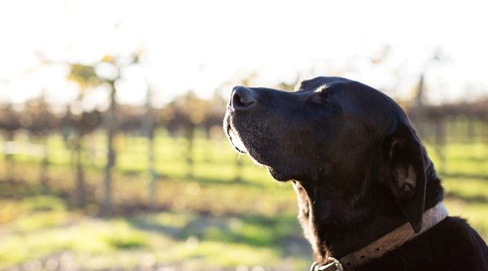Что может отбить нюх у собаки