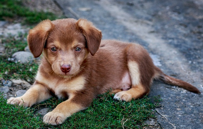 Что нужно спросить у заводчика, у которого покупаете щенка?