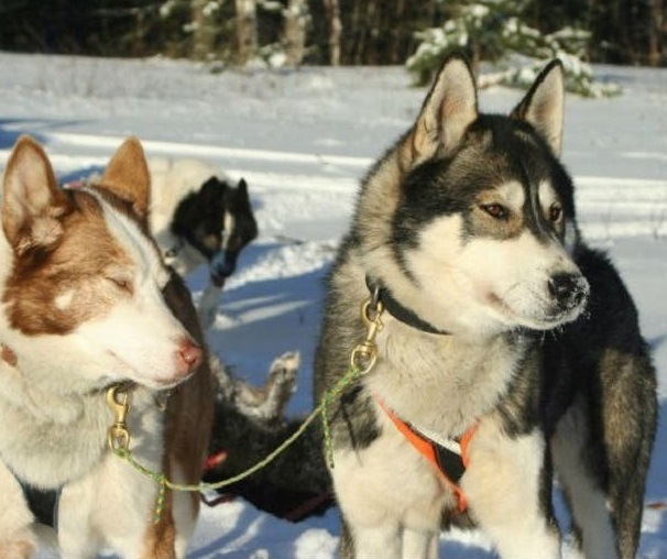 Чукотская ездовая