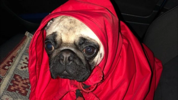 Долгожители среди собак. И сколько им лет по человеческим меркам.