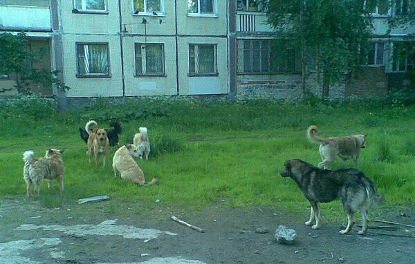 Дворняга – истинное зло?