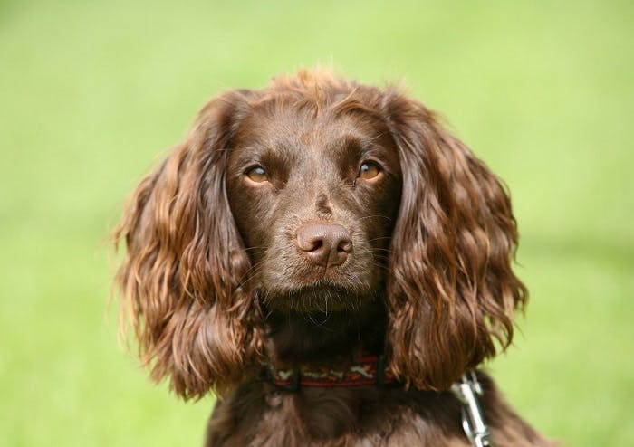 Филд-спаниель