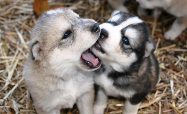 Как определить, злая собака или нет