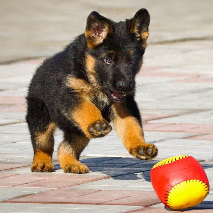 Как отличить щенка немецкой овчарки от дворняги