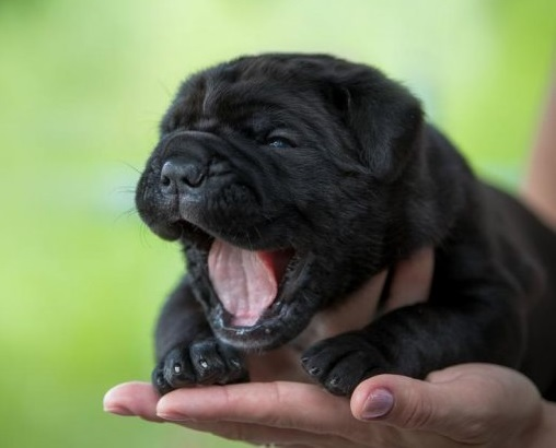 Как выбрать щенка? Полное руководство