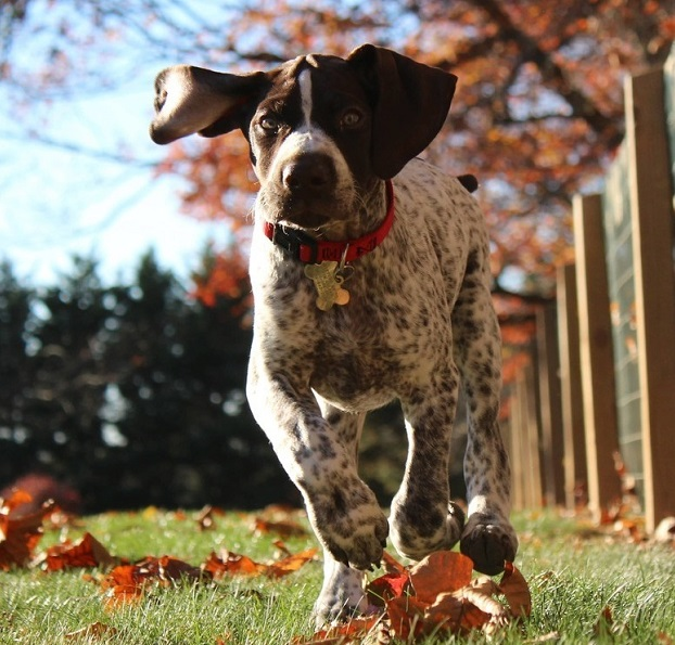 Как выбрать собаку из приюта?