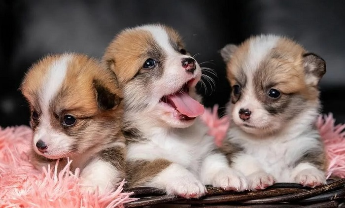 Как определить рост собаки по щенку