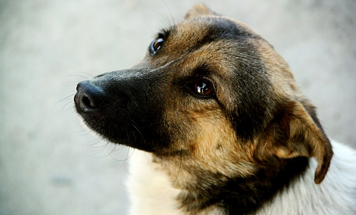 Какую выбрать собаку, породистую или дворняжку?