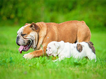 Лучшие собаки для детей