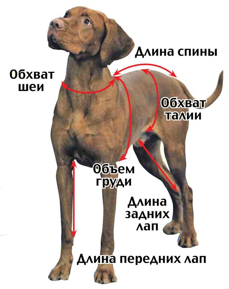 Мёрзнут ли собаки?