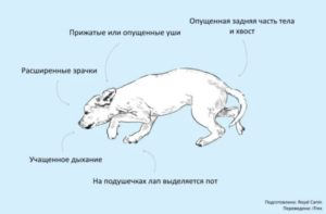 Общение у собак. Язык мимики и жестов