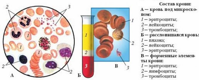 Определение групп крови у собак