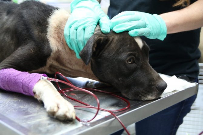 Определение групп крови у собак