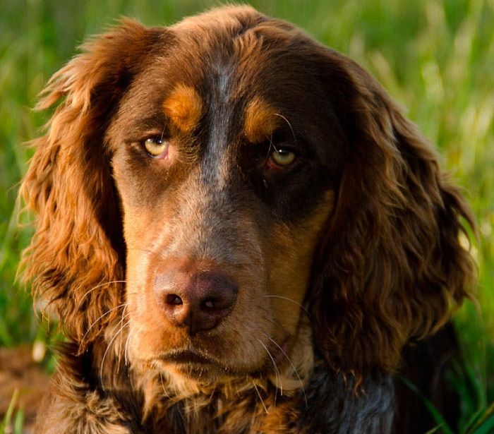 Пикардийский спаниель