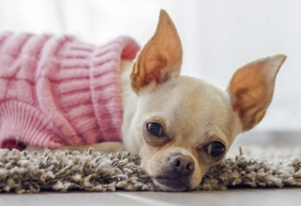 Почему собака часто дышит во сне: причины