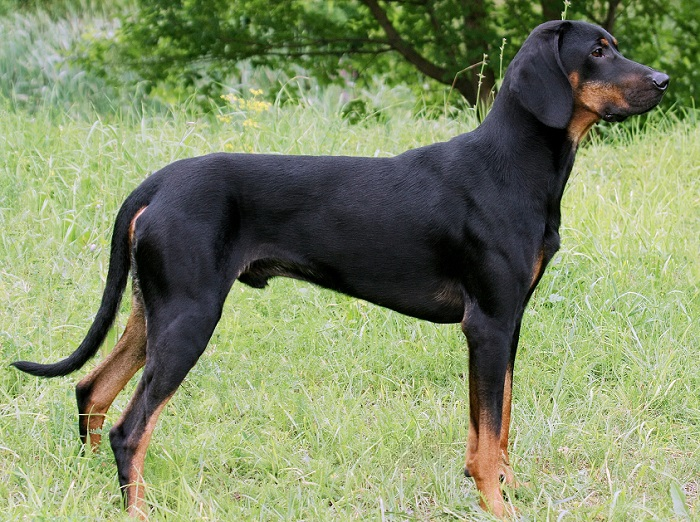 Польская гончая