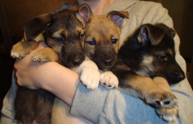 Породистый щенок или собака с улицы: кого выбрать?