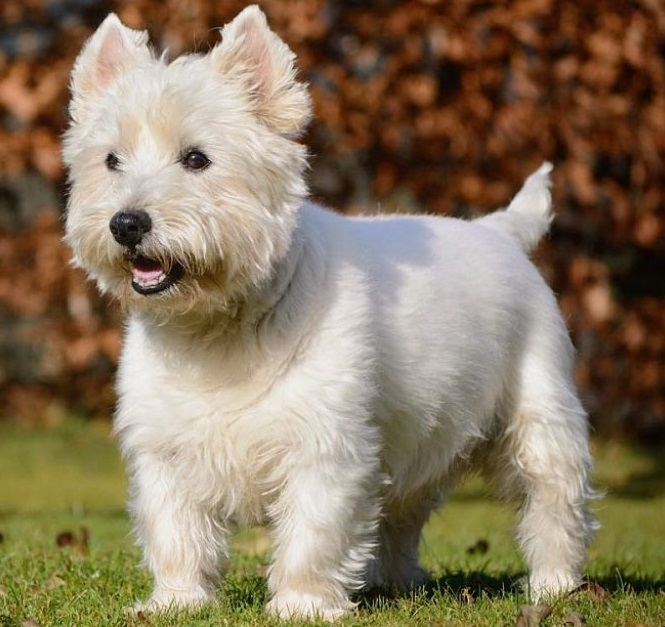 Породы собак для квартиры и детей