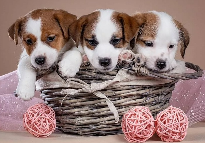 Правильный выбор щенка