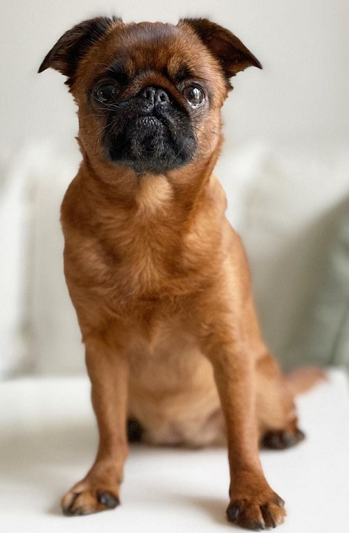 Пти-брабансон