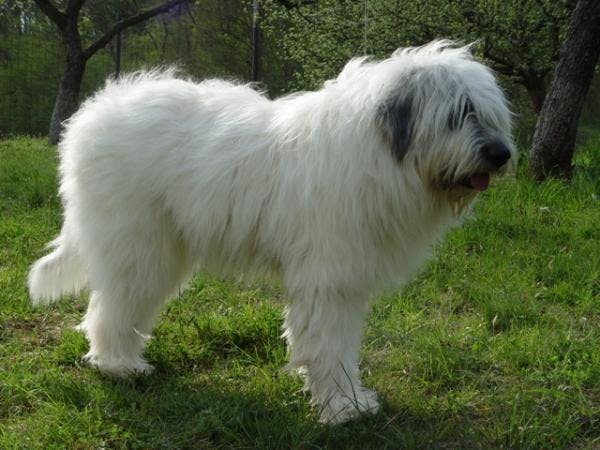 Румынская миоритская овчарка