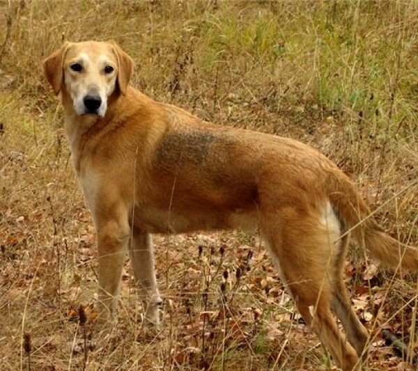 Русская гончая