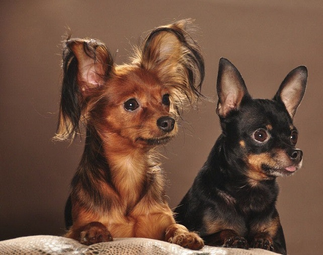 Русский той-терьер