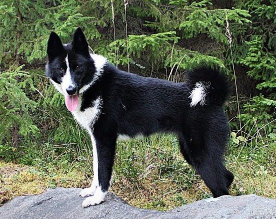 Русско-европейская лайка