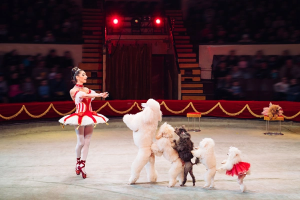 Самые популярные хобби с собакой