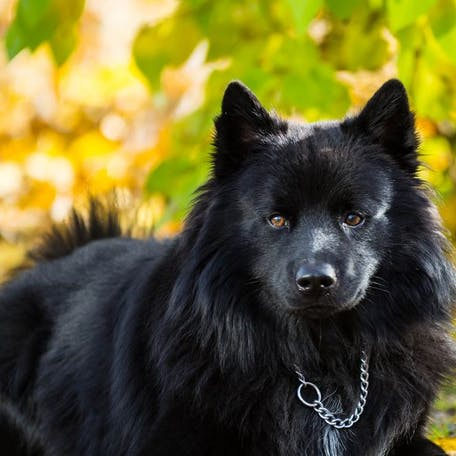 Шведский лаппхунд