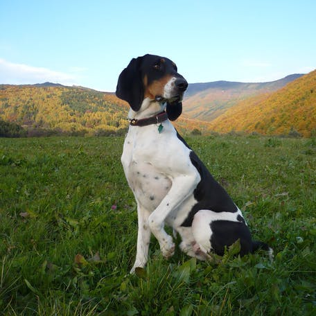 Швейцарская гончая
