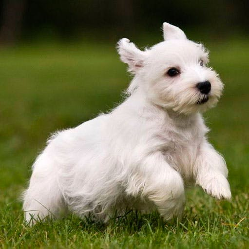 Силихем-терьер