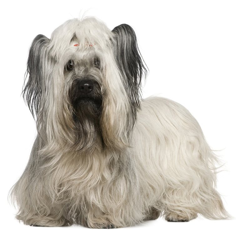 Скайтерьер