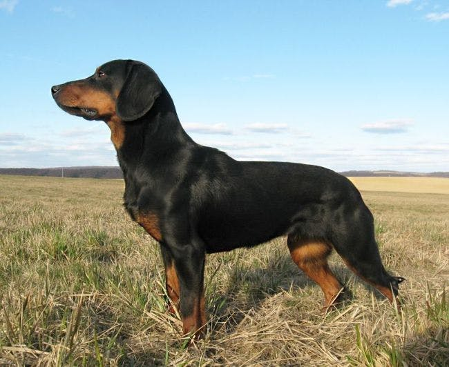 Словацкий копов