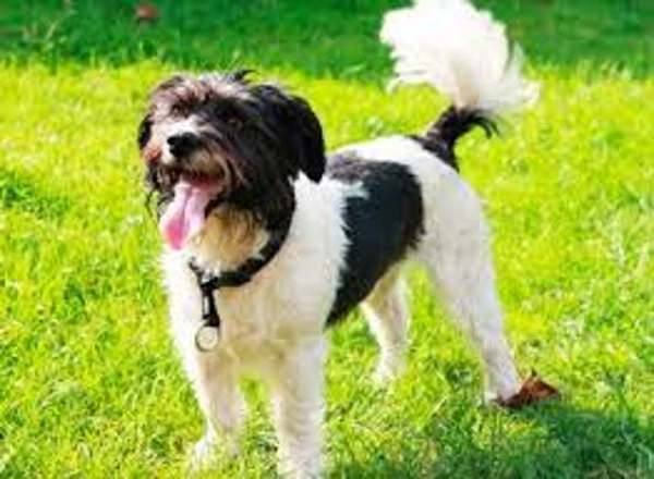 Собака гоняется за хвостом — почему?