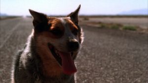 Собака попала под машину — что делать?