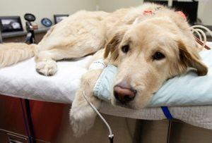 Собака попала под машину — что делать?