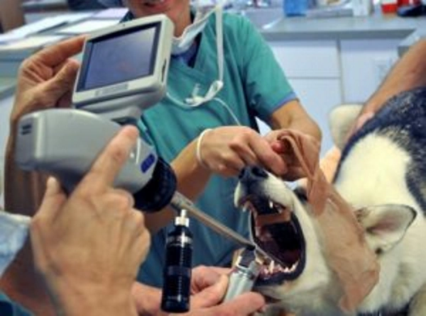 Собака проглотила инородное тело — что делать?