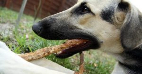 Собака проглотила инородное тело — что делать?