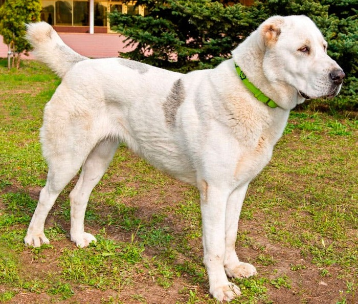 Среднеазиатская овчарка