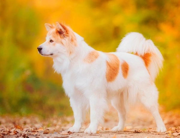 Тайский бангку