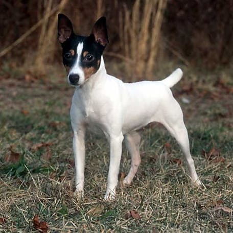 Тентерфилд-терьер