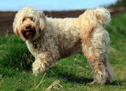 Тибетский терьер