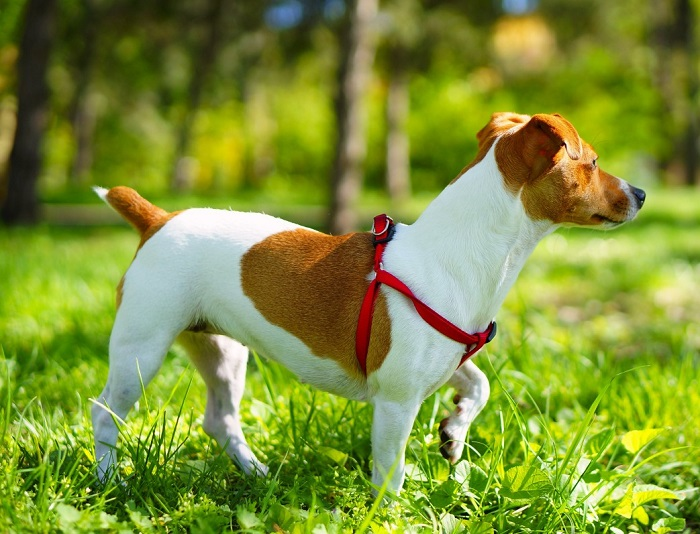 Топовые породы собак для содержания в квартире