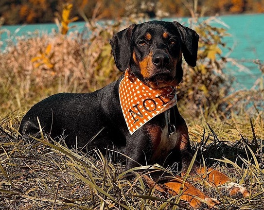 Трансильванская гончая