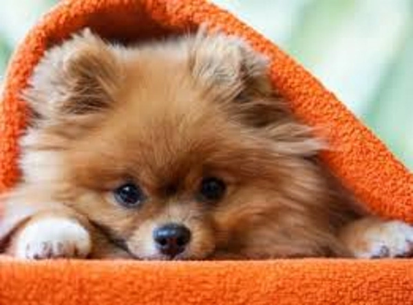 Трусливая собака. Фобии у собак